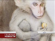 Выставка Строганова