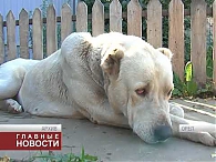 В Орле зоозащитники обсудили с властями проблему бездомных животных