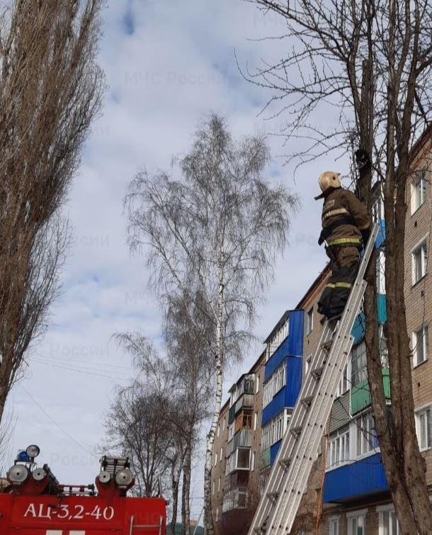 Трехколенную лестницу использовали ливенские пожарные, чтобы снять с дерева кошку 