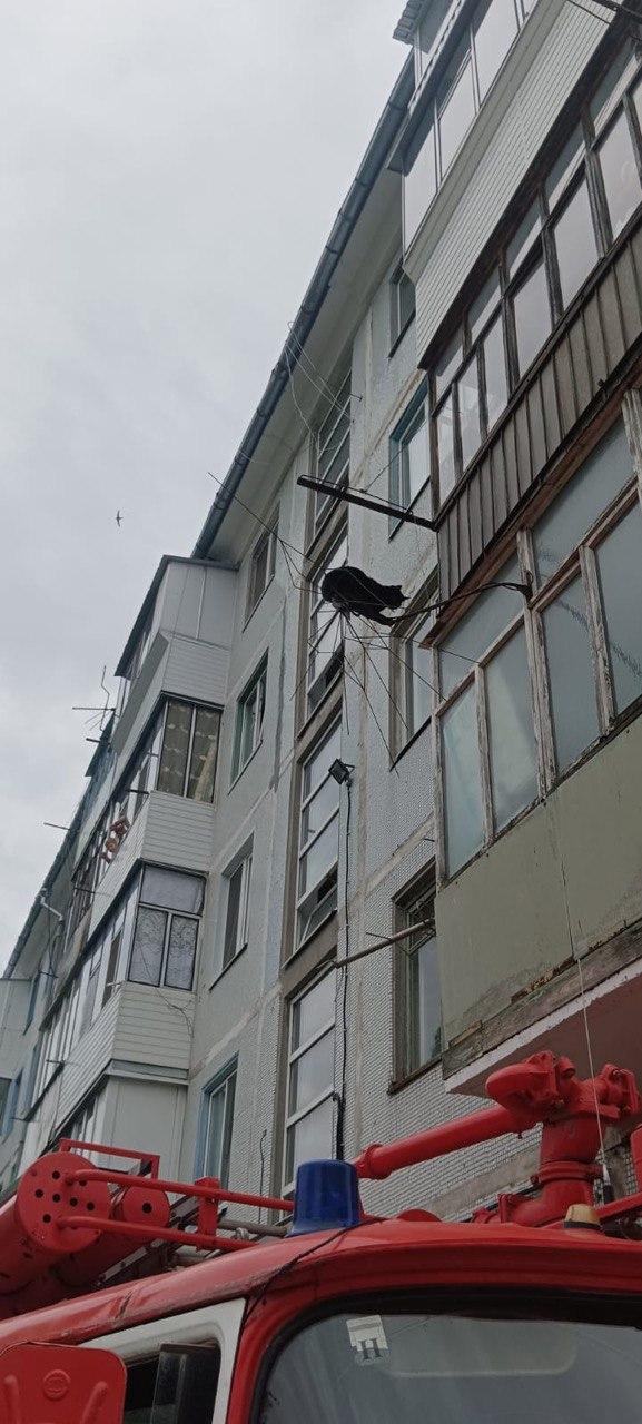 Под Орлом спасатели сняли кота с телеантенны одной из квартир пятиэтажки