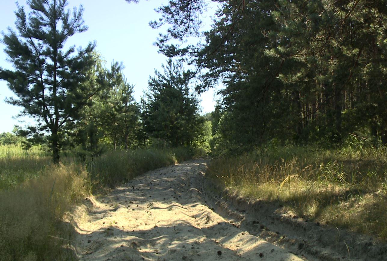 В Орловской области восстановят лес на площади 18 га