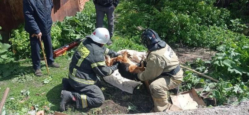 Орловские спасатели достали из-под бетонных плит собаку