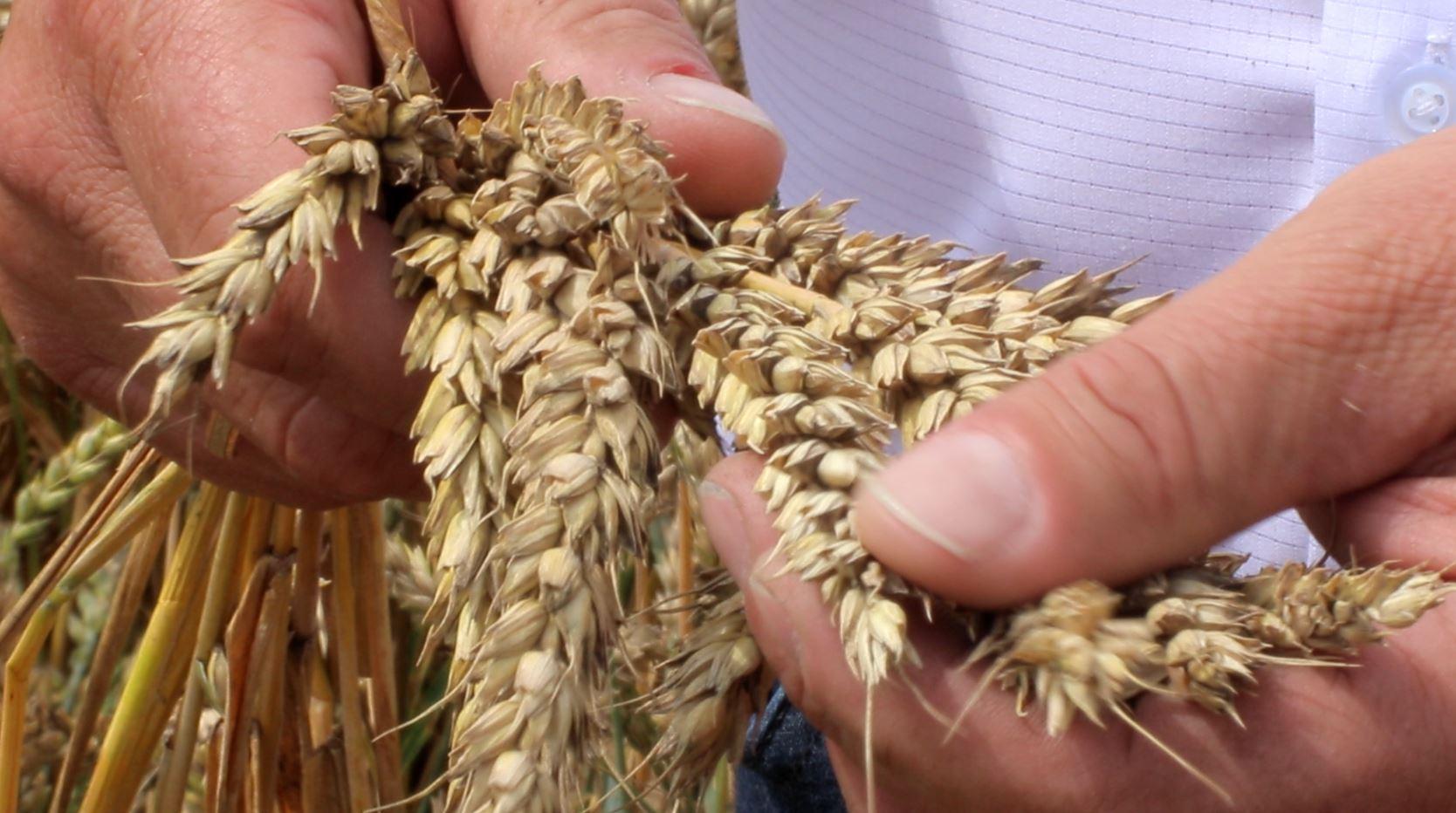Из Орловской области в 2023 году экспортировано более 322 тысяч тонн зерна 