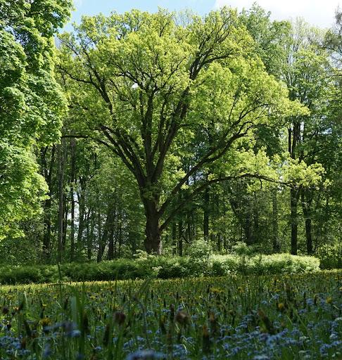 Тургеневский дуб все же может претендовать на звание "Европейское дерево года - 2022"
