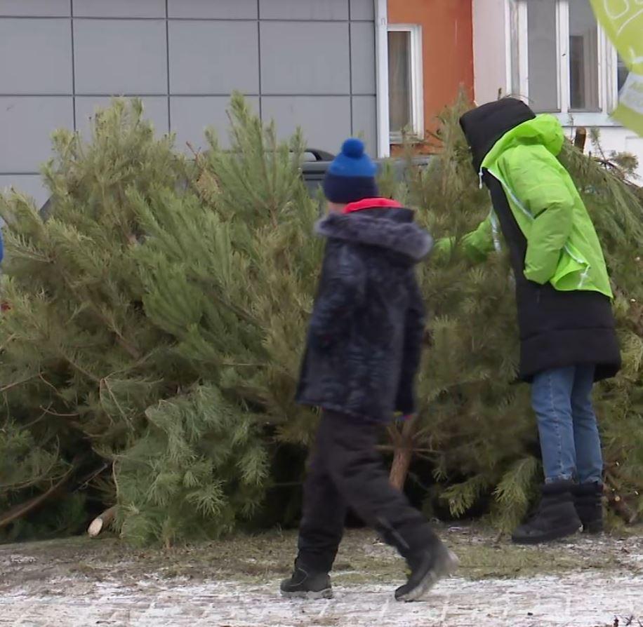 Орловчане могут сдать новогодние елки на переработку