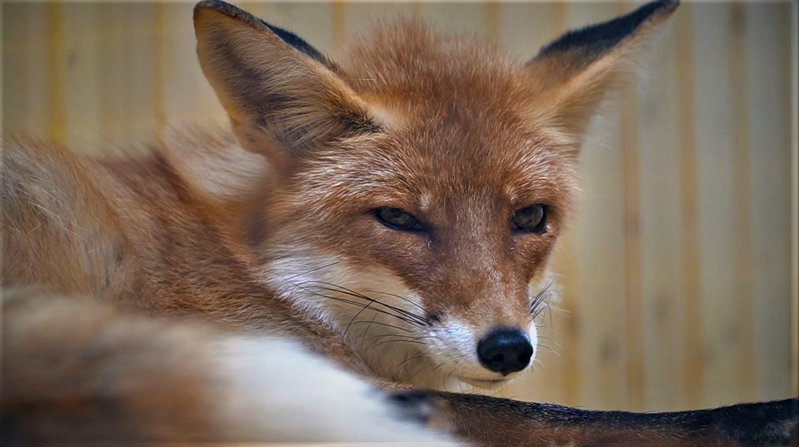 На Орловщине обитает почти полторы тысячи лис