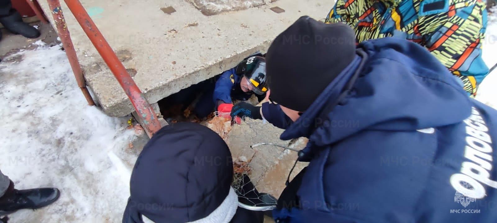 Орловские спасатели залезли под плиту подъезда, чтобы спасти кошку