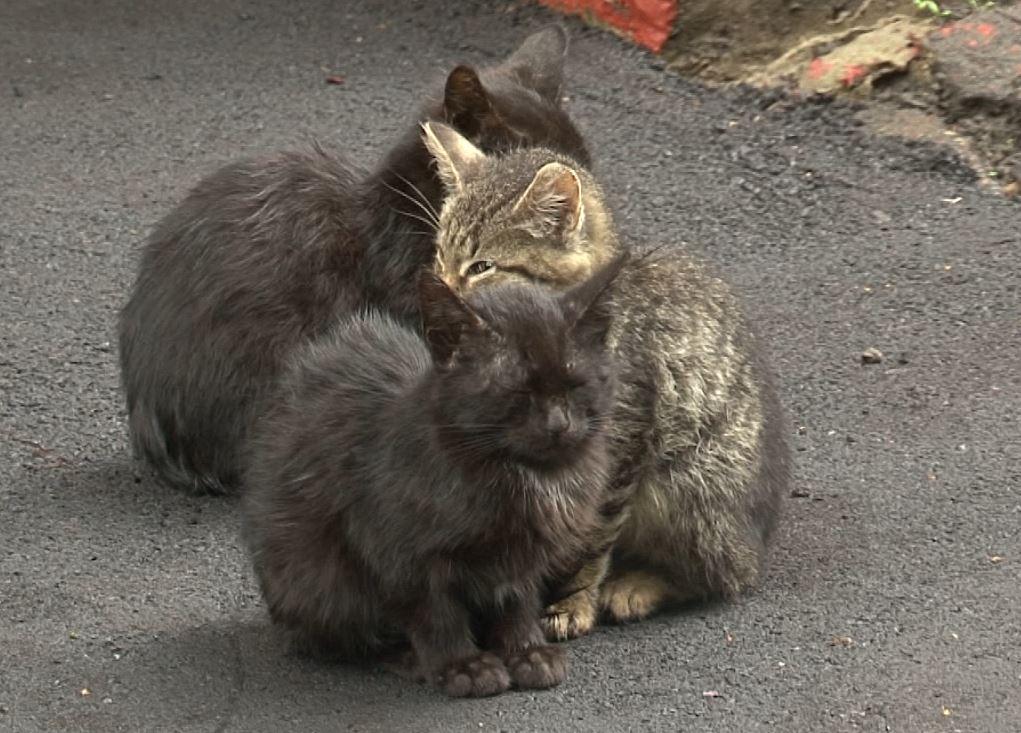 Орловские спасатели помогли котятам и ликвидировали осиное гнездо