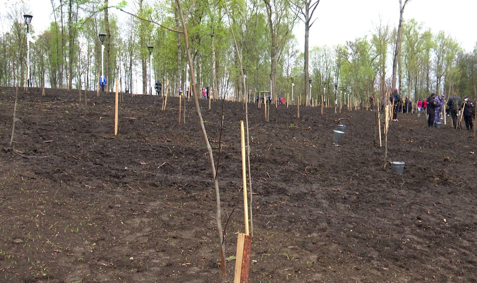 Этой весной в Орловской области было высажено 250 тысяч сеянцев и 4,6 тысяч саженцев деревьев