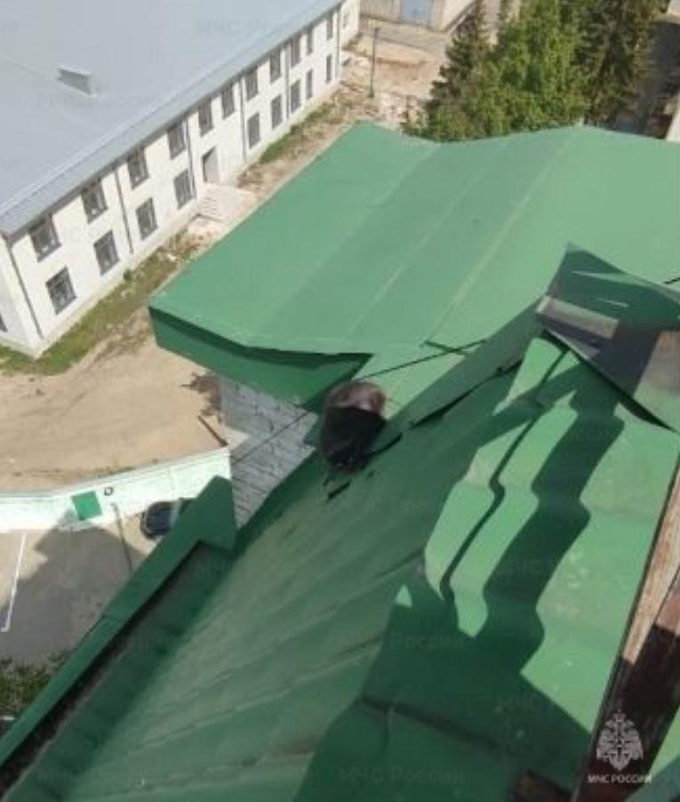 Орловские спасатели сняли кошку с крыши дома, где она просидела несколько дней