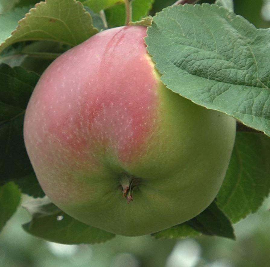В соседней с Орловской, в Брянской области, таможенники задержали фуру с яблоками, которые по документам были зефиром
