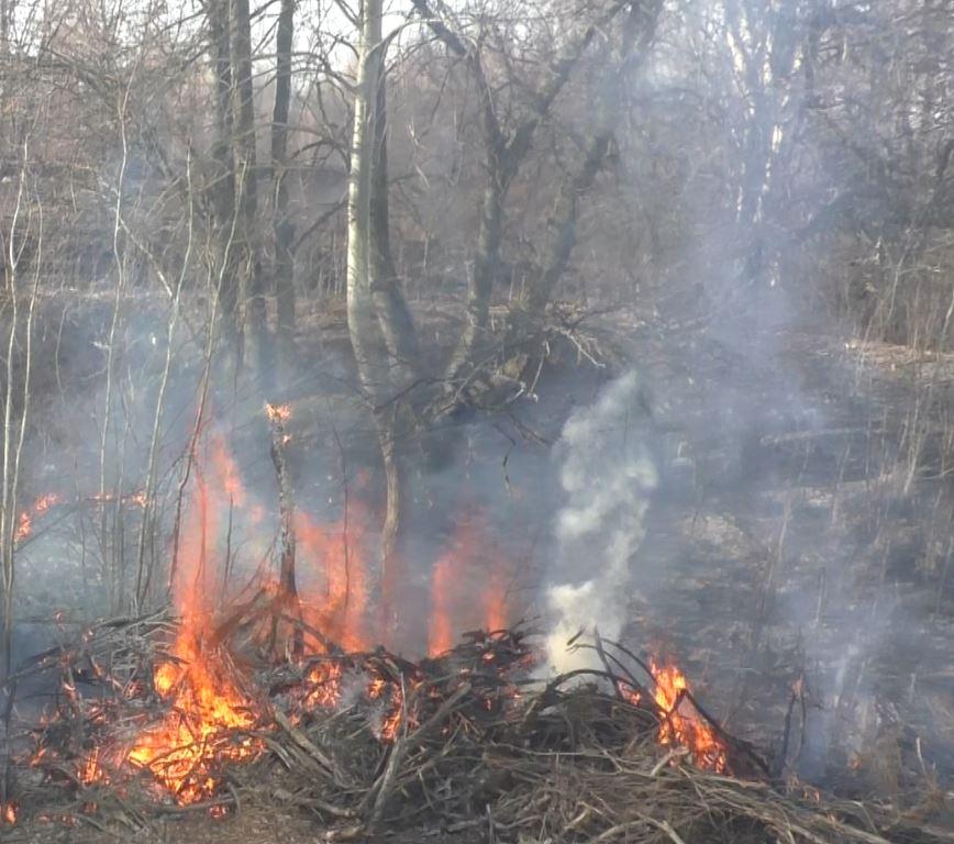 Подверженные угрозе лесных пожаров. Лесные пожары. Огонь пожар леса.