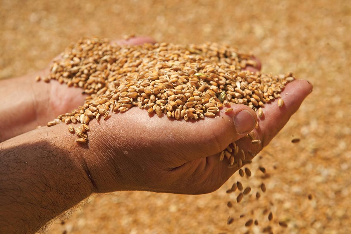 На Орловщине в этом году вырастят 4 миллиона тонн зерна 