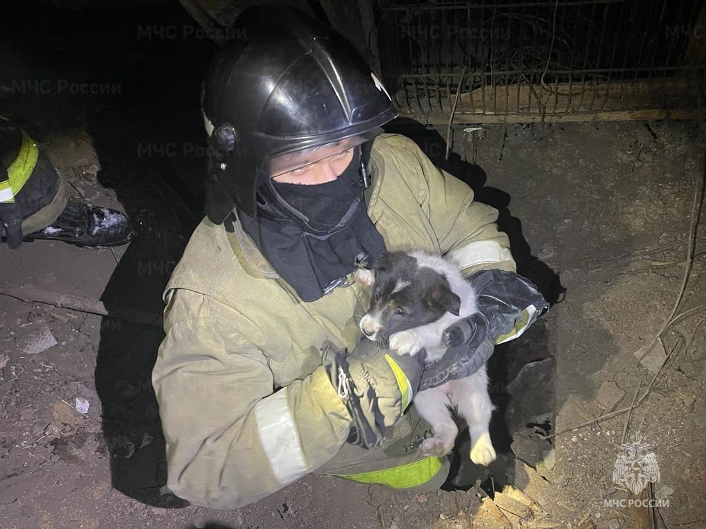 Во Мценске пожарные помогли щенку выбраться из ямы