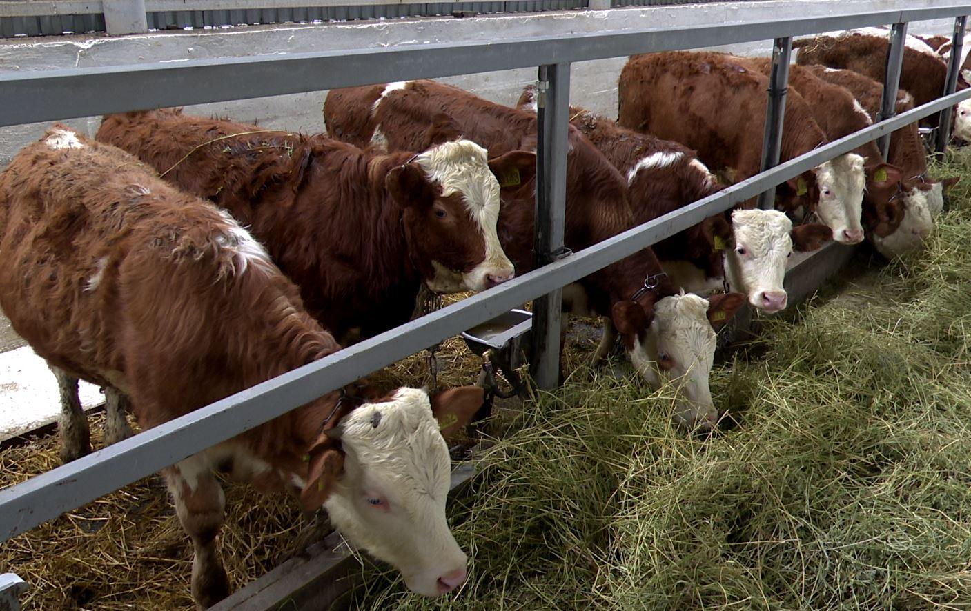 Родильное отделение для коров появилось в Ливнах
