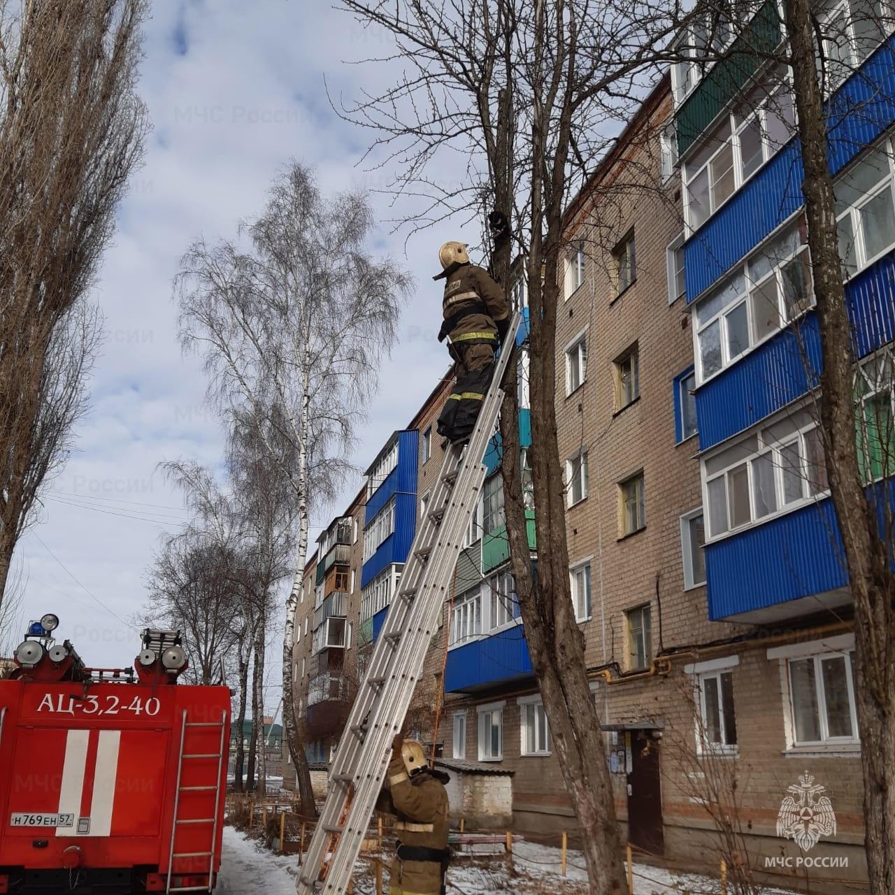 В Ливнах и Орле пожарные по просьбе жителей сняли кошек с деревьев