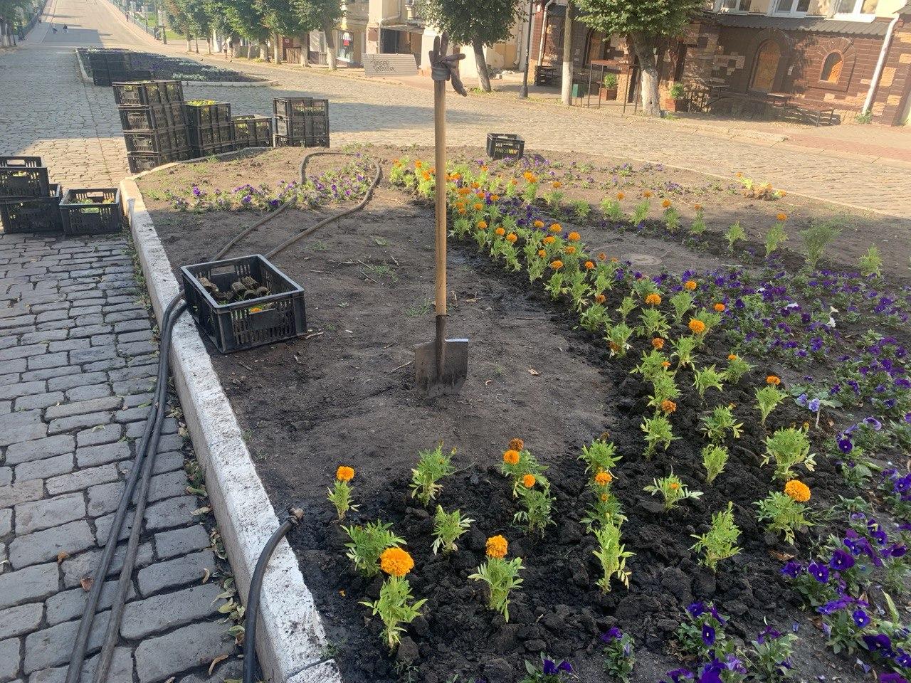 Более 12 тыс. цветов украсят центральную улицу Орла


