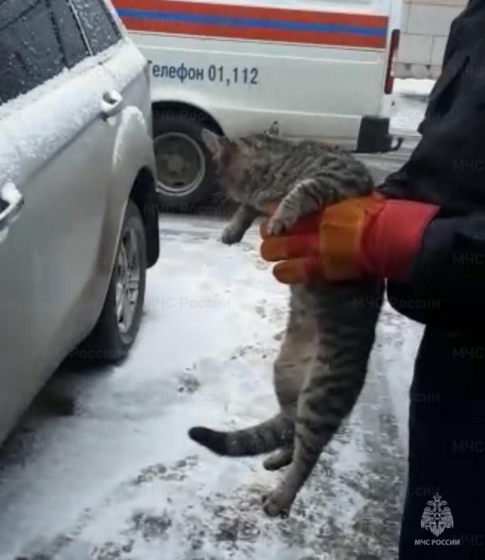 Орловские спасатели освободили кота
