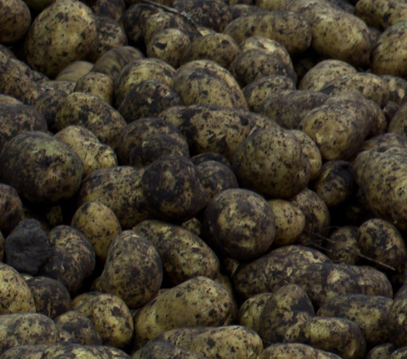 В Орловской области заложат опытную делянку белорусского картофеля