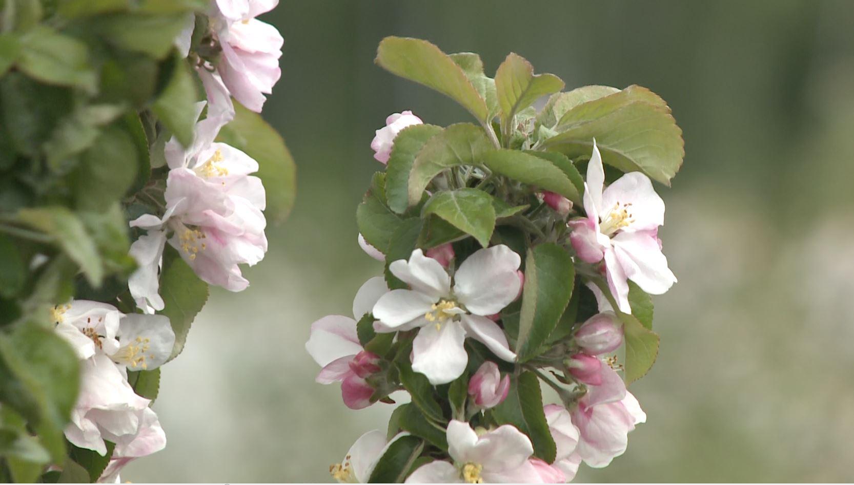 Новый сорт орловских яблок «День Победы» будут высаживать в школьных садах