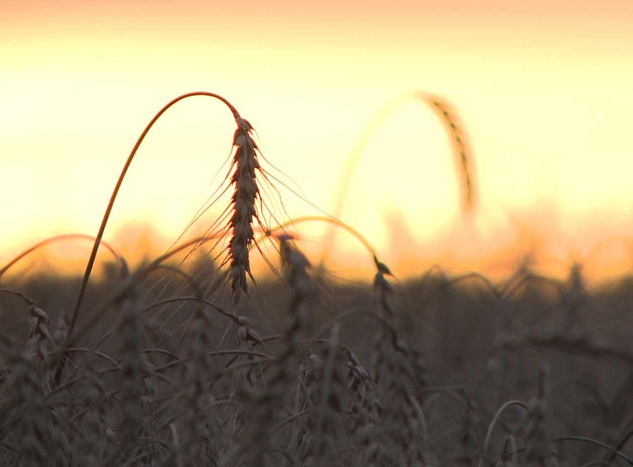 В Должанском районе Орловской области завершили уборку озимой пшеницы