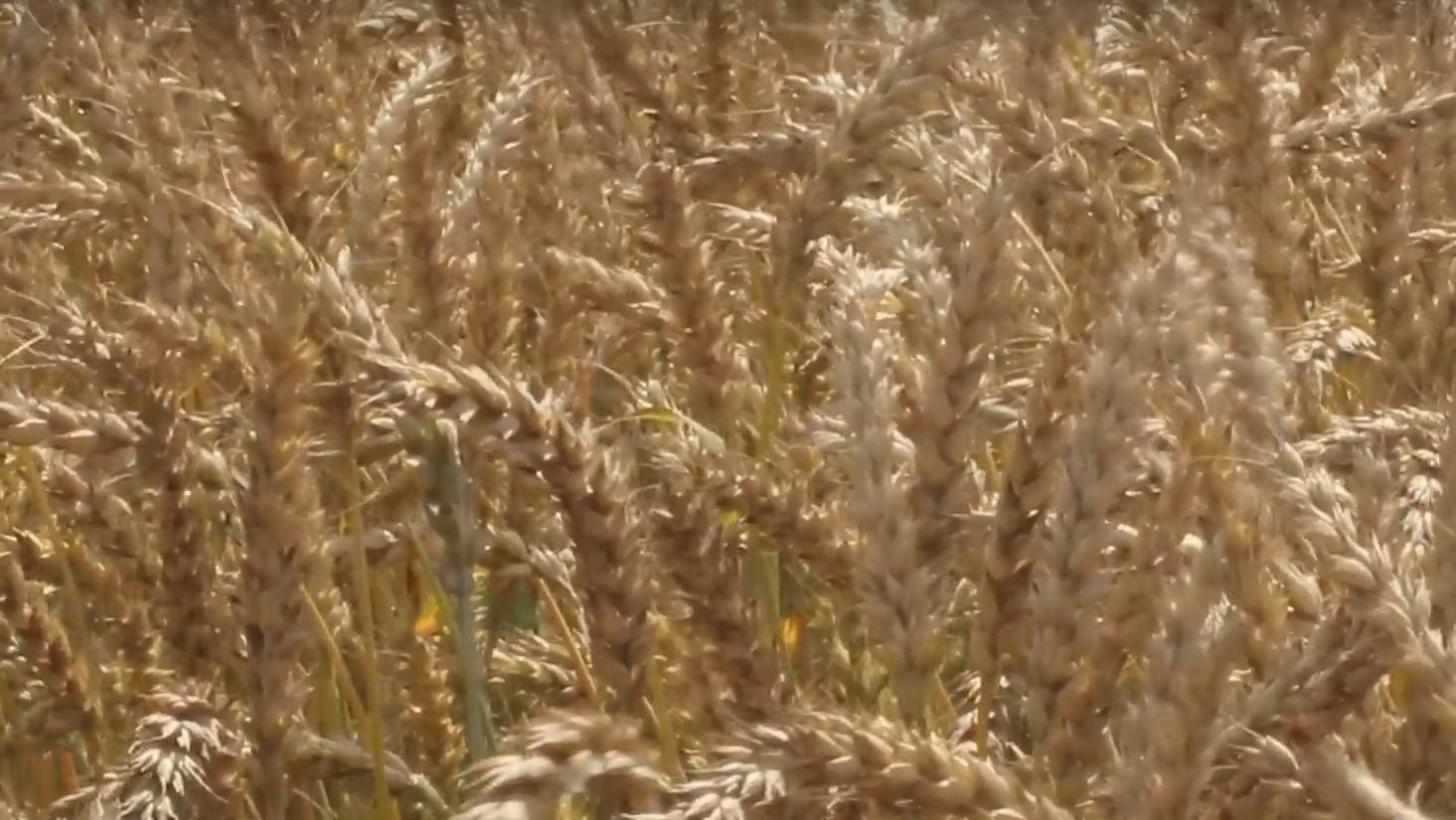 266,5 тыс. тонн зерна и продуктов его переработки экспортировала Орловская область
