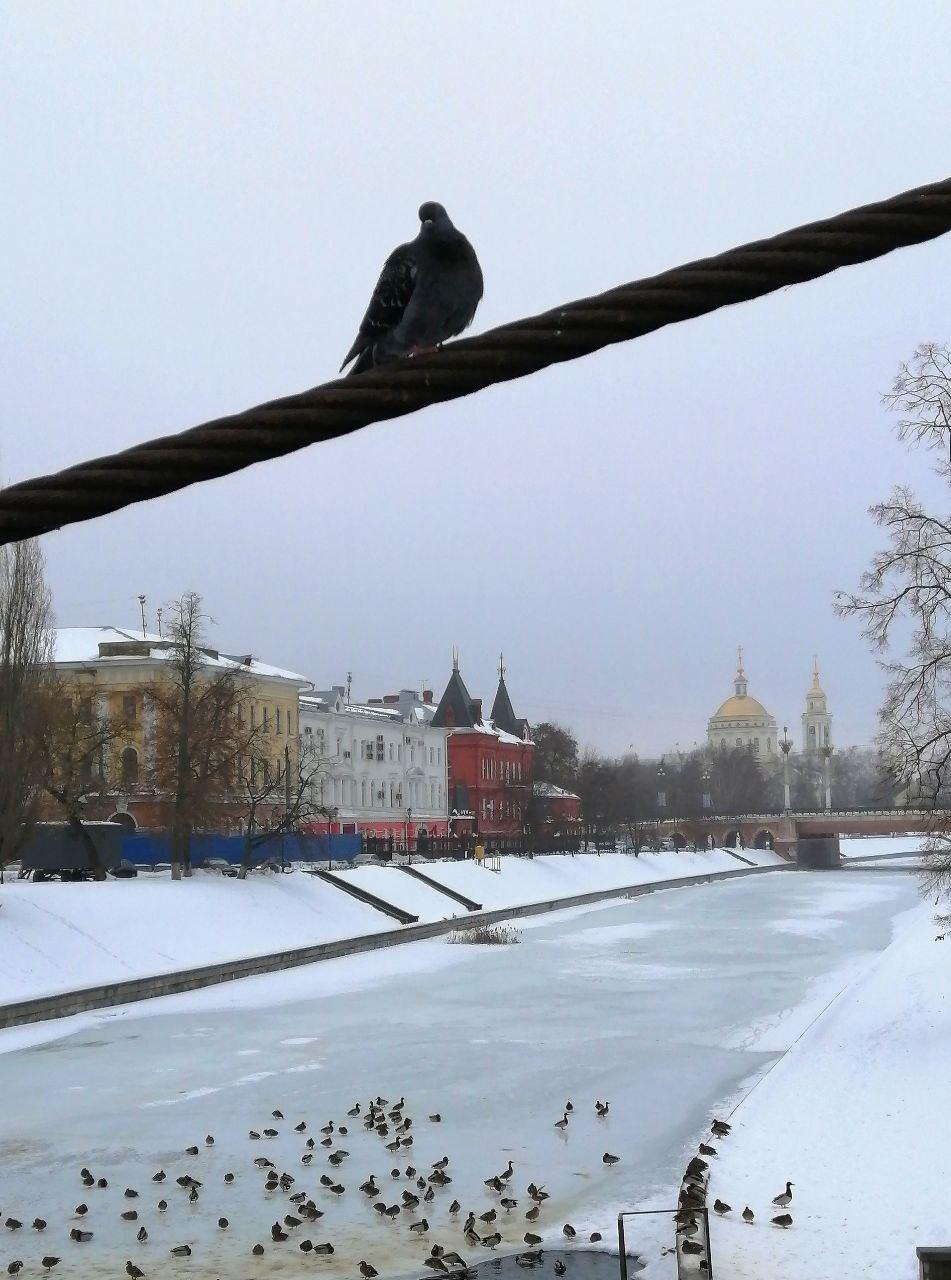 Синоптики орловский