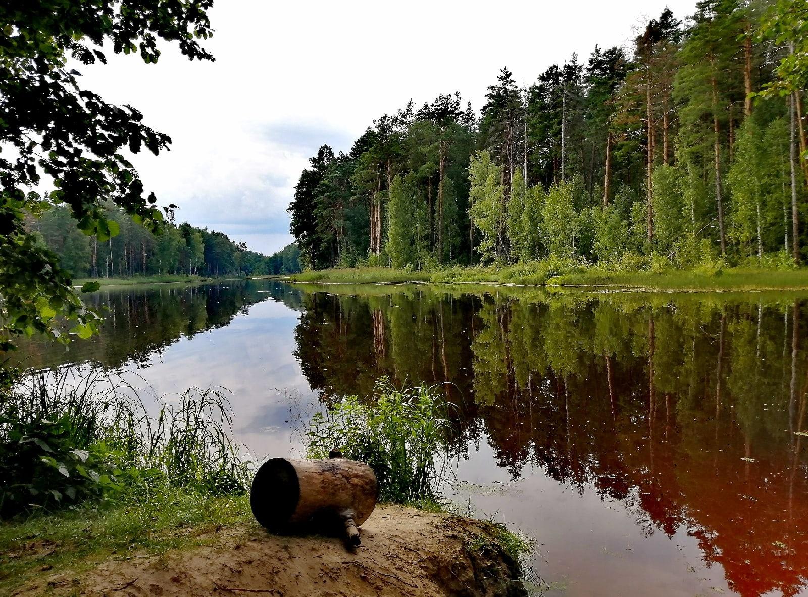 На Орловщине проводится агротехнический уход за лесными культурами