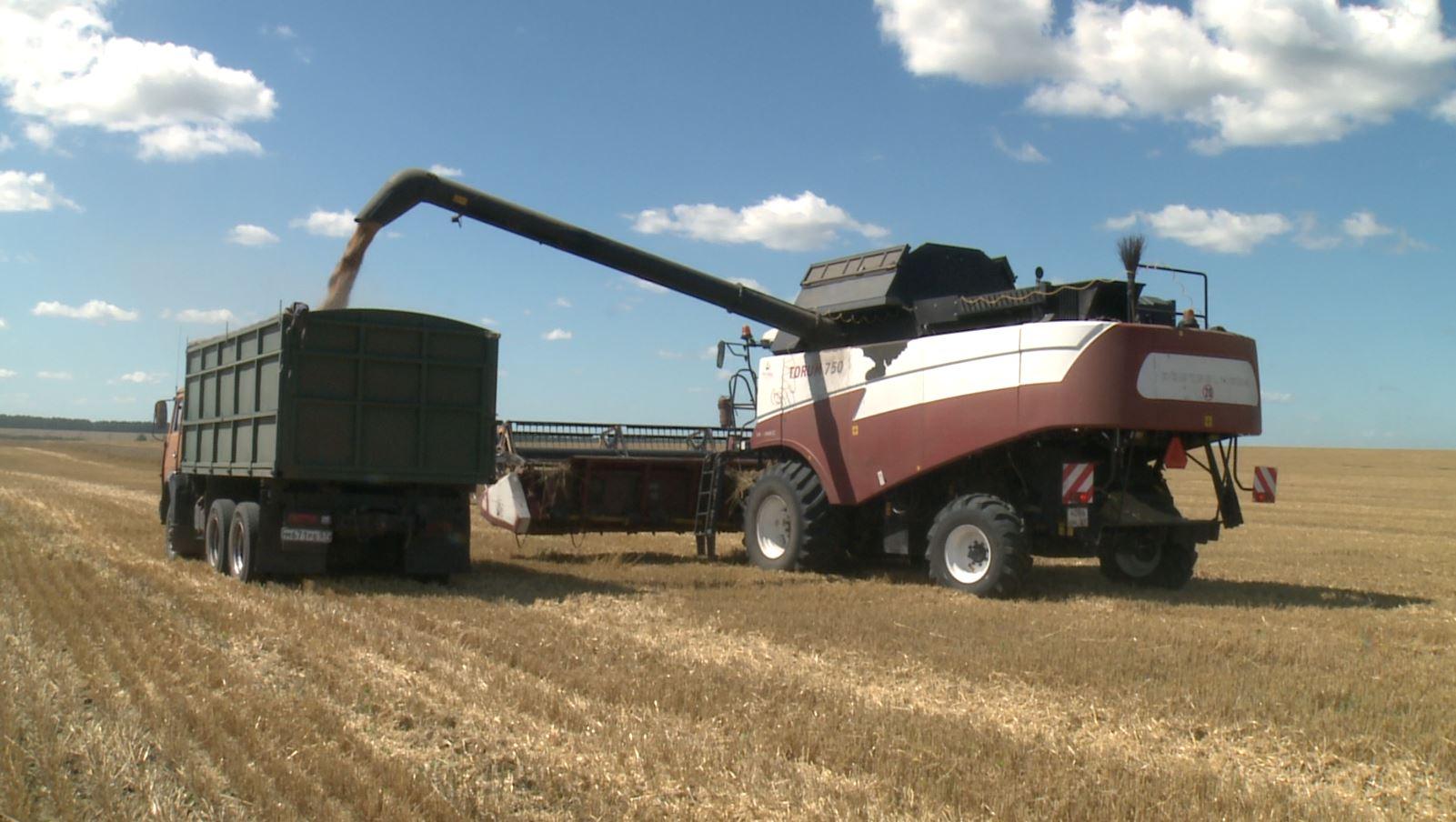 В Орловской области уже намолотили 80 тысяч тонн пшеницы