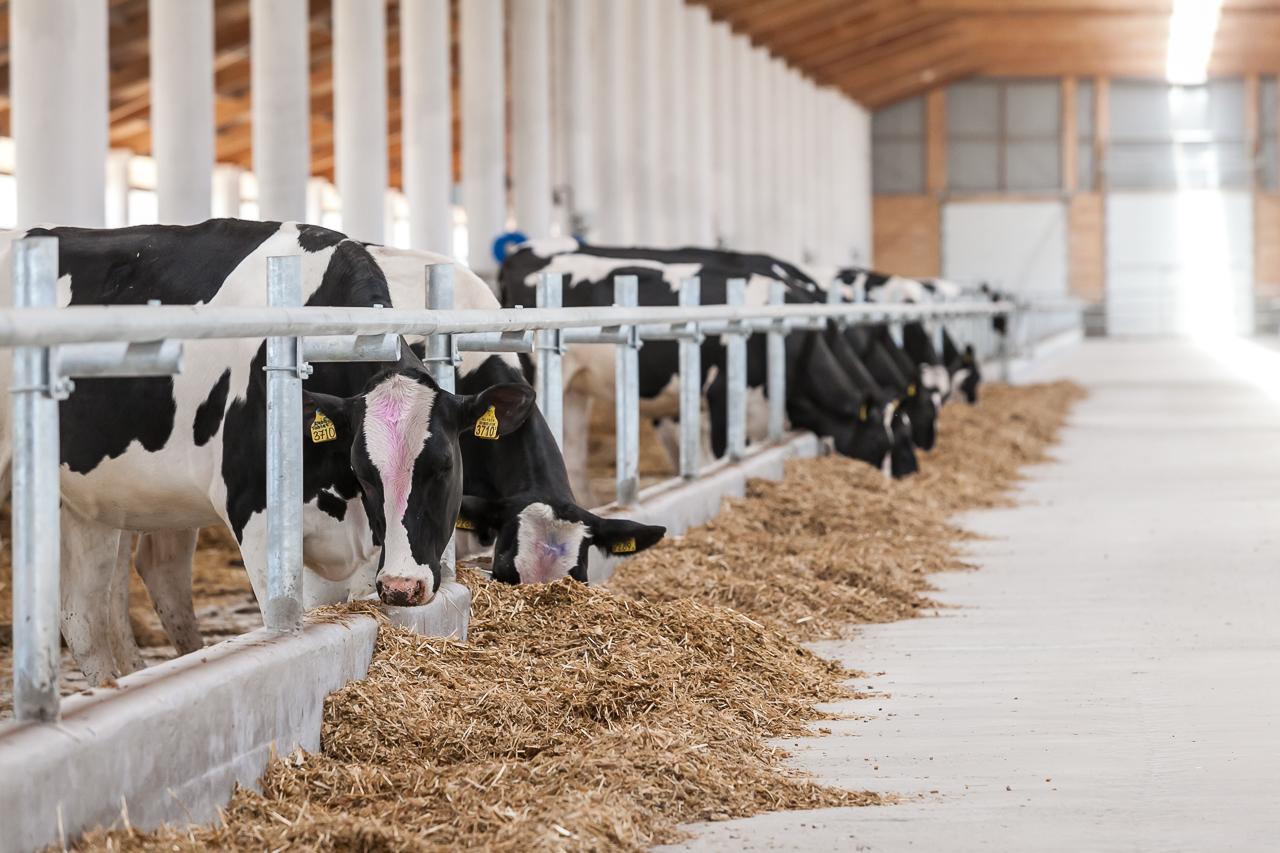В Знаменском районе Орловской области построят молочно-товарную ферму 