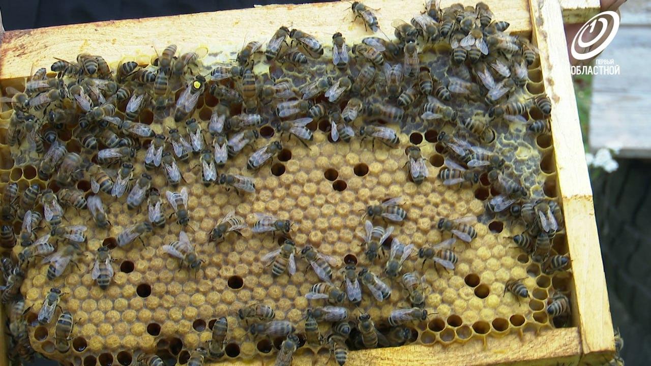 Орловчан начали обучать пчеловодству и агротуризму