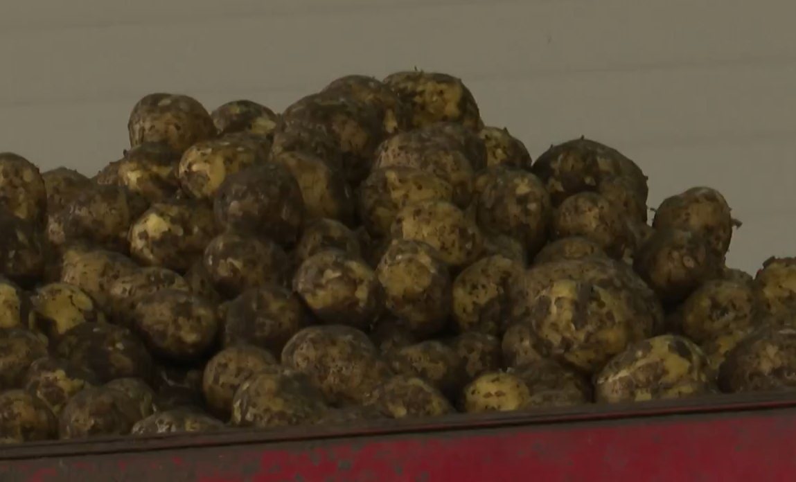В Орловской области будут производить более 100 тыс. тонн продукции из картофеля