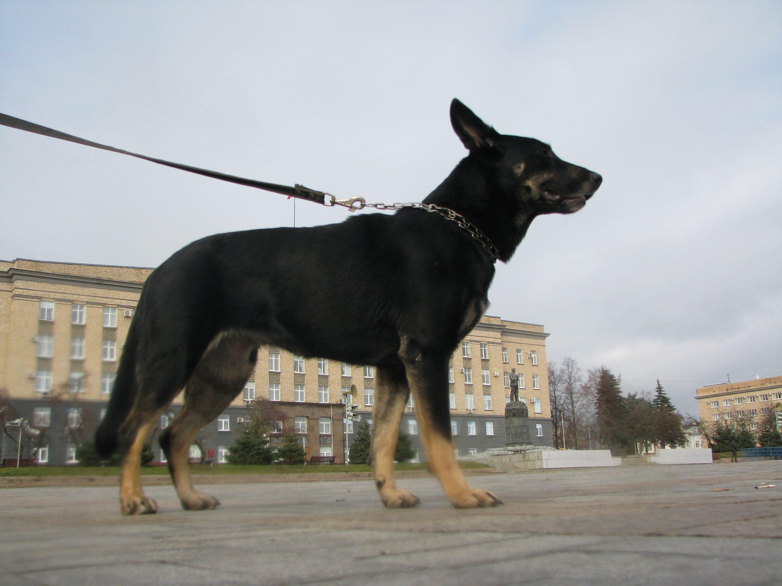 В Орловской области ужесточились правила содержания и выгула домашних животных
