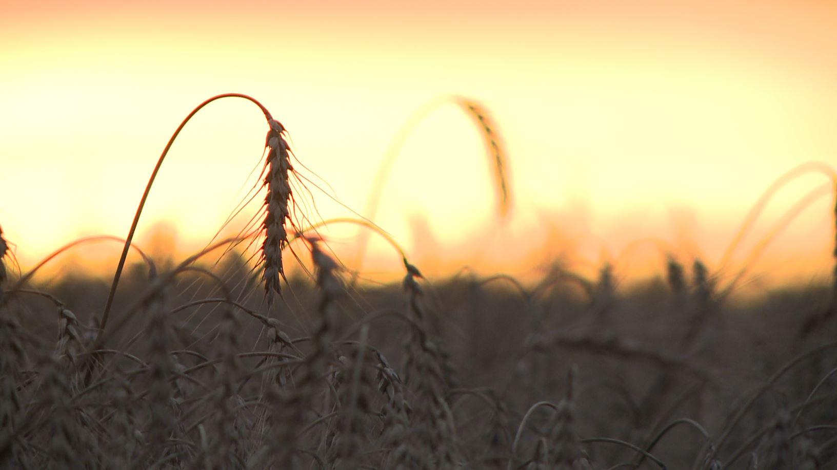 В Орловской области намолочено около 3,5 млн. тонн зерна