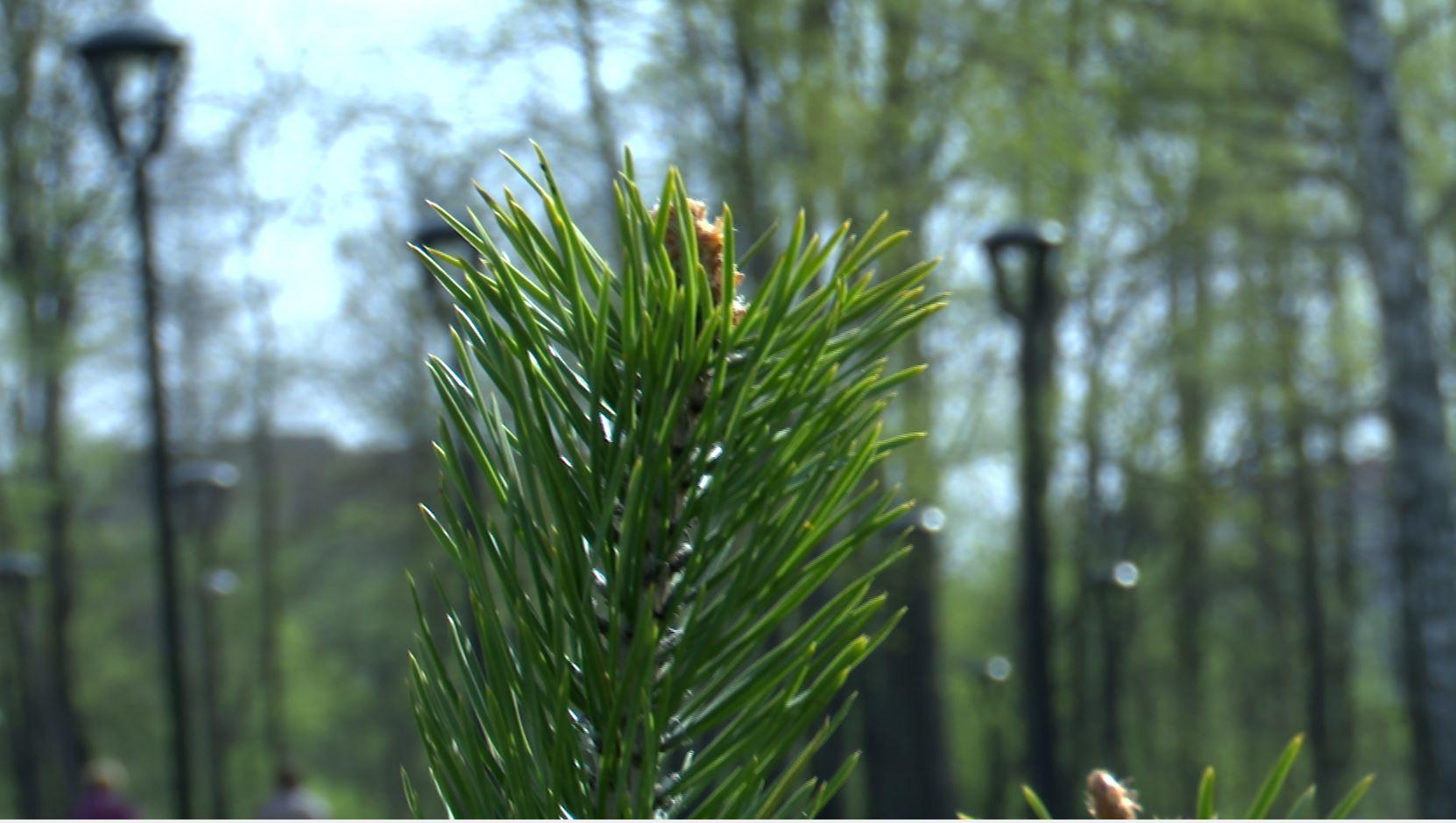 2500 молоденьких сосен посадили в Орловской области