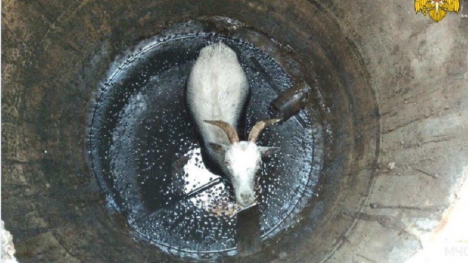 Орловские спасатели вытащили козла из колодца