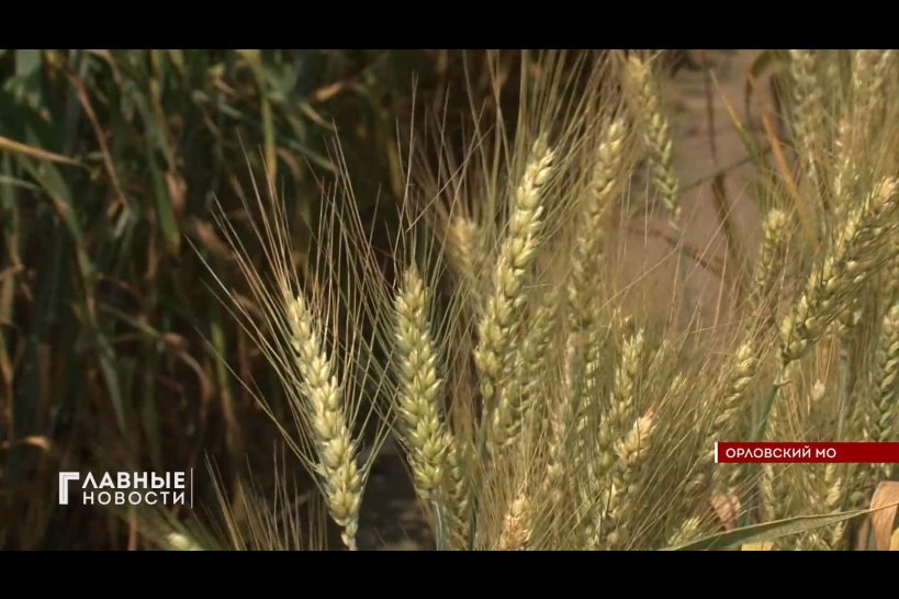 На опытных орловских делянках представили сорта озимой пшеницы со всей России
