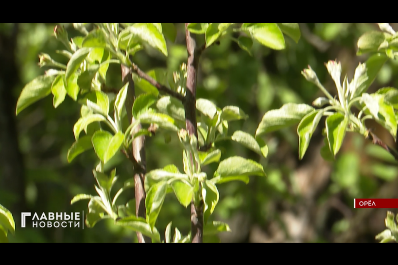 В Орле в городском парке восстанавливают исторический яблоневый сад 