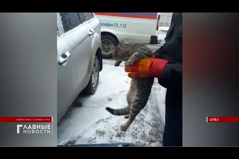 Орловские спасатели освободили застрявшего в моторном отсеке кота