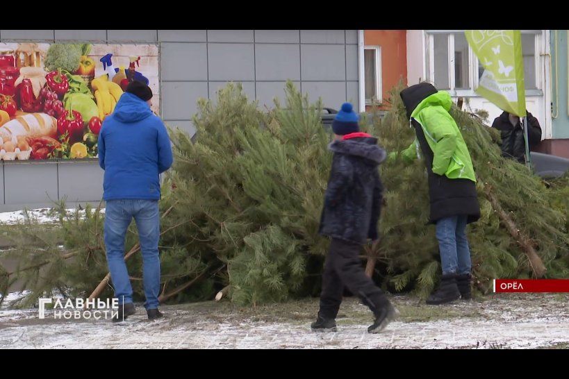 Орловчане отправили на переработку 200 новогодних сосен и елей
