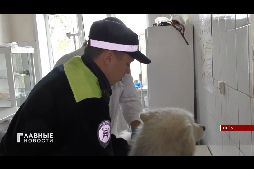 Орловские госавтоинспекторы спасли собаку, попавшую в ДТП