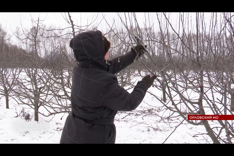 Забота об урожае: на Орловщине стартовал сезон обрезки яблонь