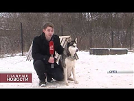 Жизнь орловских собаковладельцев существенно усложнилась