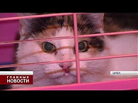 Выставка «бездомных экспонатов» пройдёт в Орле