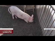 Карантин по АЧС