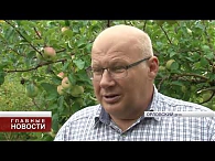 Орловские селекционеры сняли первый урожай яблок